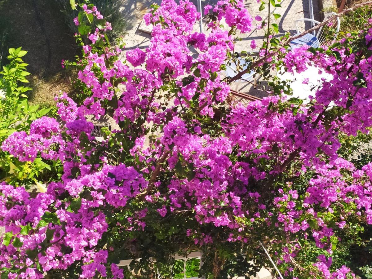 Apartmán Honey Bee Cavtat Exteriér fotografie